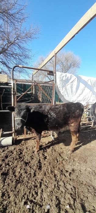 Ұзынағаш жаңақұрлыс