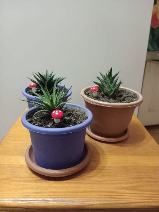 Хавортия  в горшке