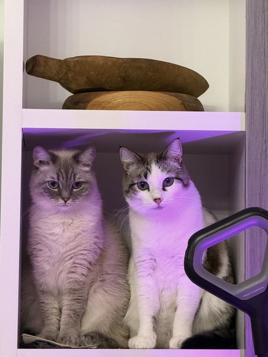 Коты в добрые руки
