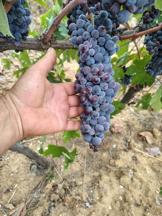 Продавам грозди Широка Мелнишка