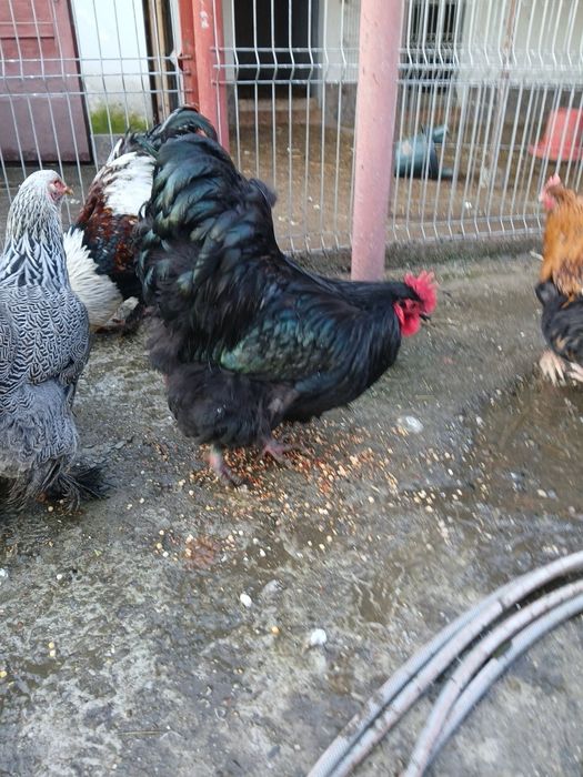 Vănd găini și cocoși de rasă