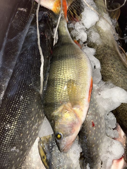 Выезд на рыбалку