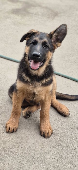 Срочно Щенок немецкой овчарки