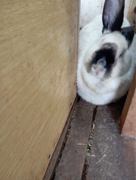 Кролики, мясной породы