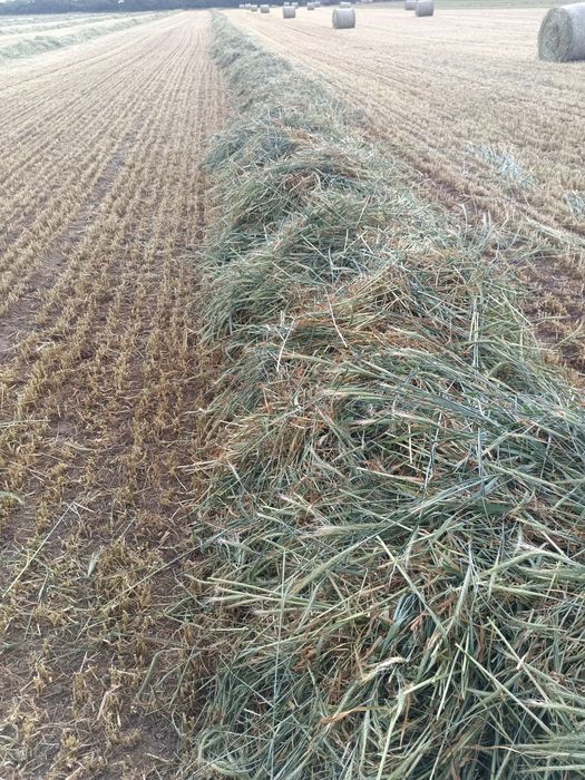 Baloti infoliati triticale