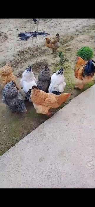 Брама, 9 тауық,1 қораз