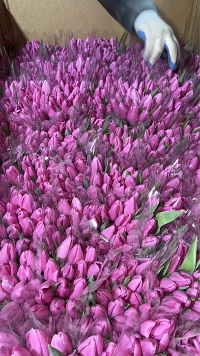 Тюльпаны Большие, Пионовидные