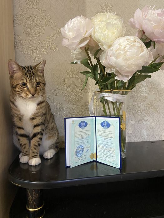 Отдам кота в добрые руки