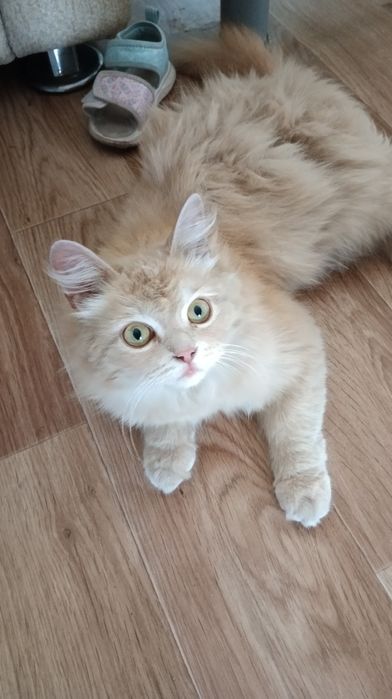 Отдам котенка в очень хорошие руки