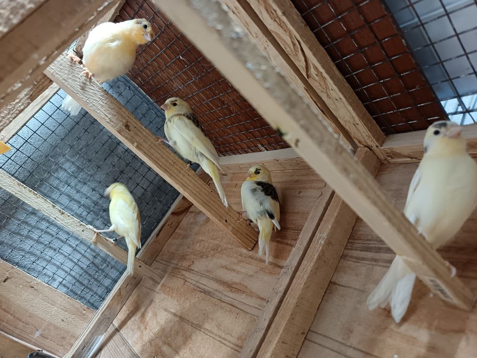 Vând  pui canari