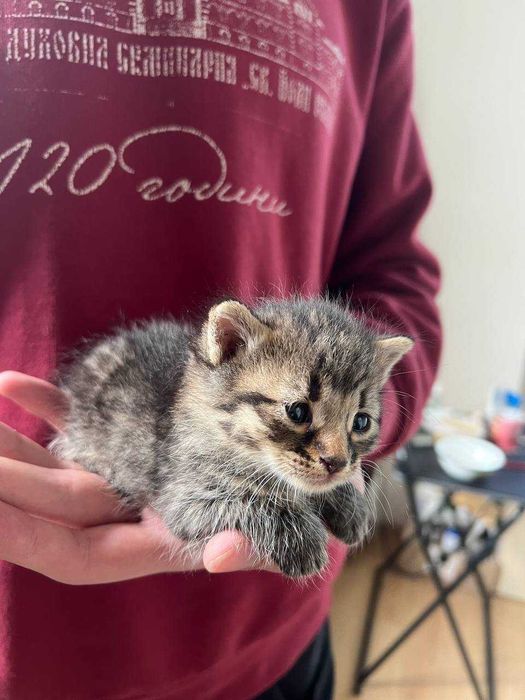 Котета за осиновяване