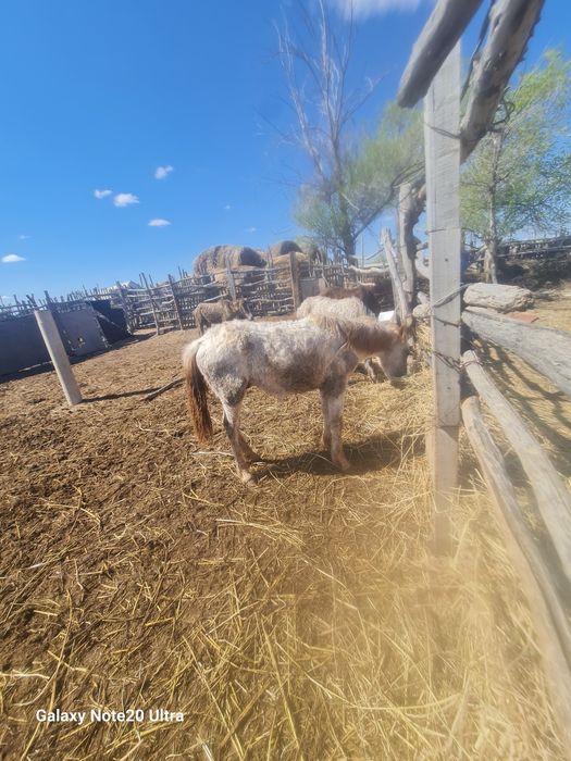 Тай сатылады күйлері  жақсы