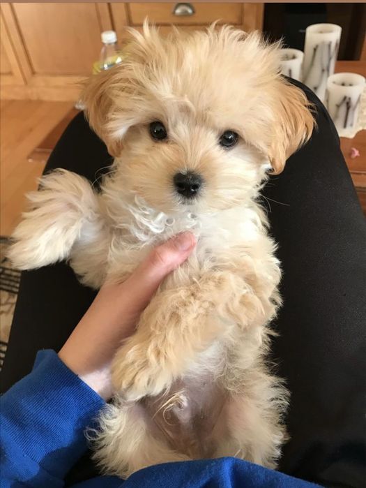 Maltipoo 2 luni vaccinat