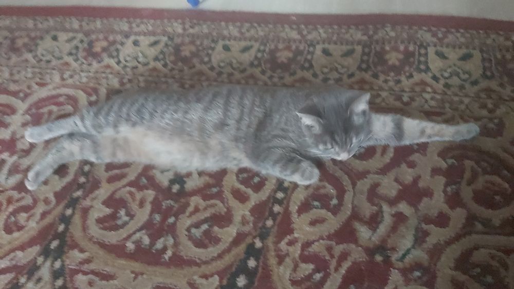 Кошка 11 месяцев.