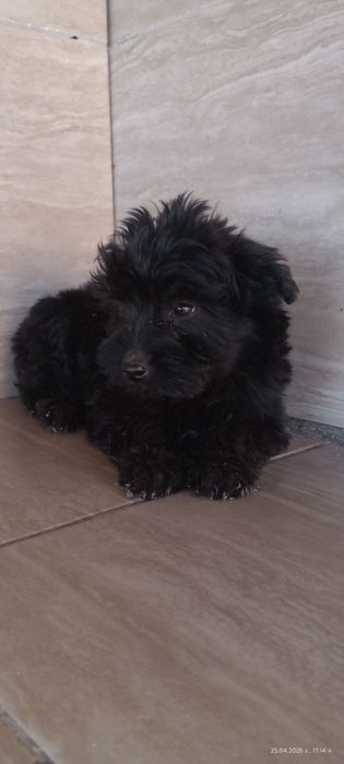 Мини пудел женски