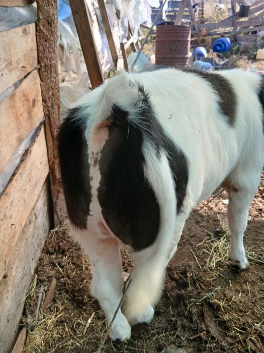 Se vinde tăuraș de prasila sau de taiat