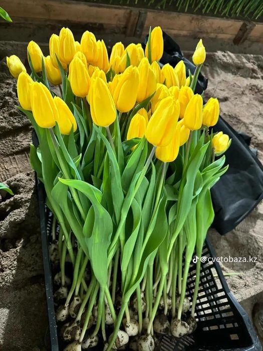 Продам тюльпаны оптом или в розницу