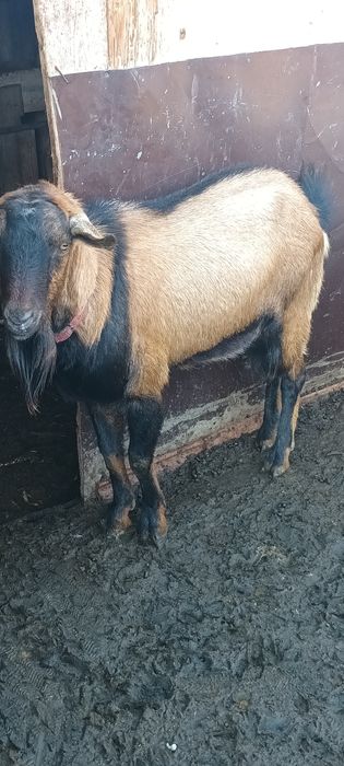 Vând țapi alpin francez și sannen