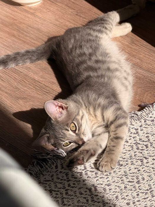 Котенку (девочка) нужен дом!