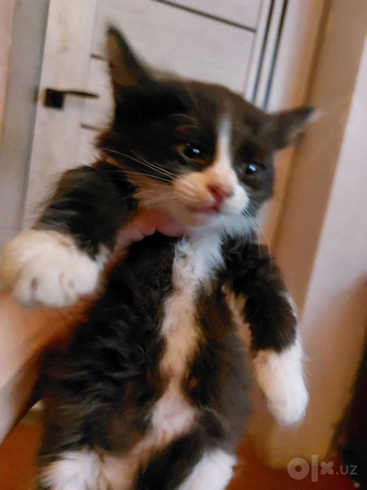 КОТЁНОК МАЛЬЧИК ДОМАШНИЙ САМЫЙ КРАСИВЫЙ  в добрые руки ласковый робкий