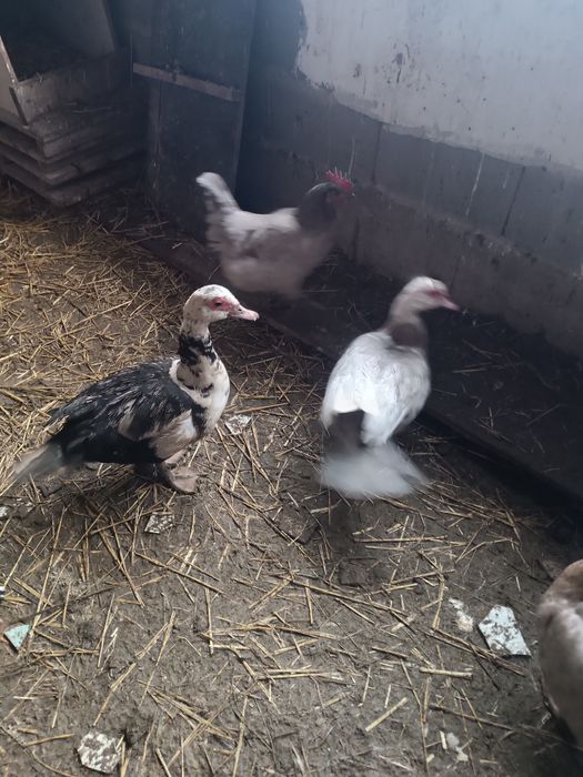 Индоутка индоутка