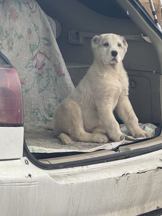 Төбет (алабай)күшігі 2 айлық