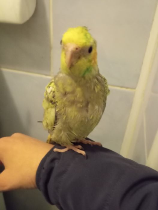 Vând pui blând nimfa