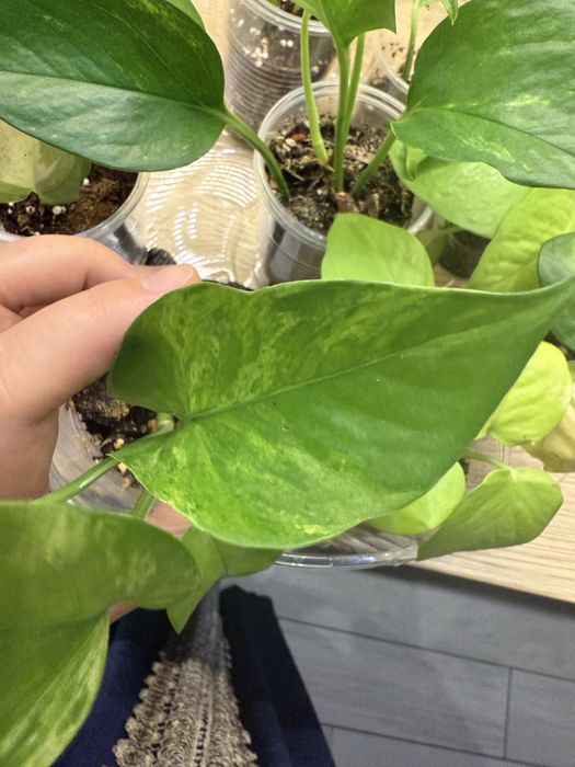 Эпипремнумы разные от 500 тг до 1500тг