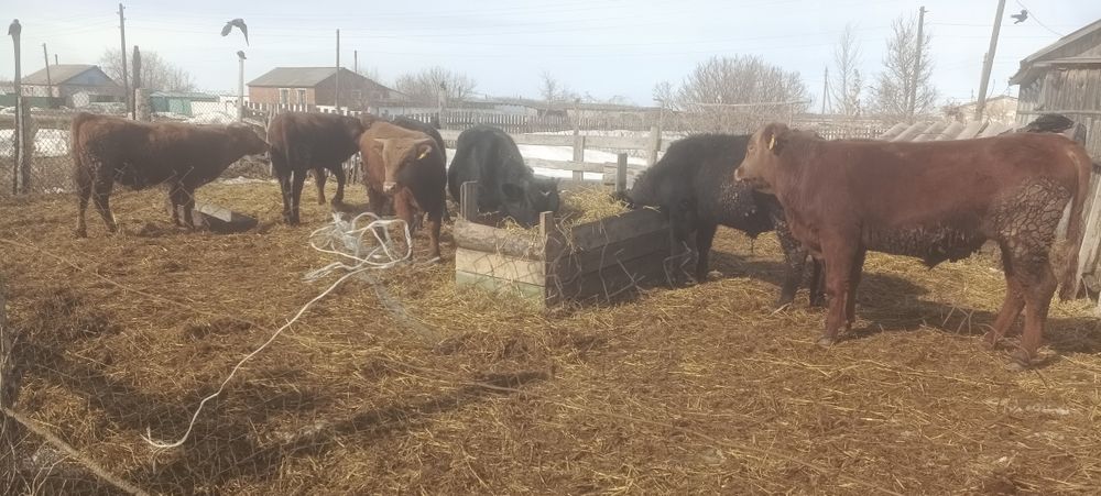 Продам бычков количество 7 голов