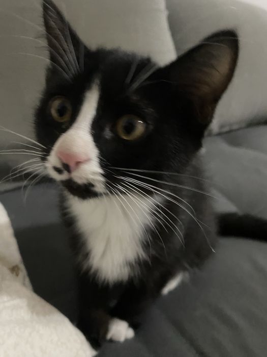 Котята ищут добрые руки