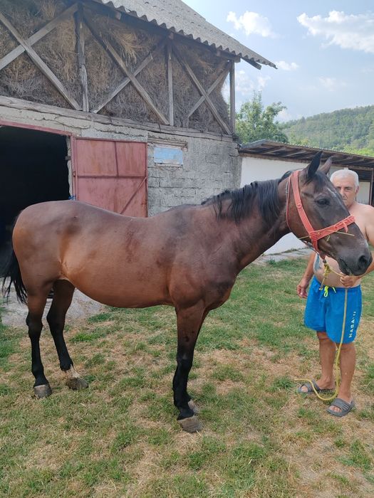 Iapa de Vânzare Argeș