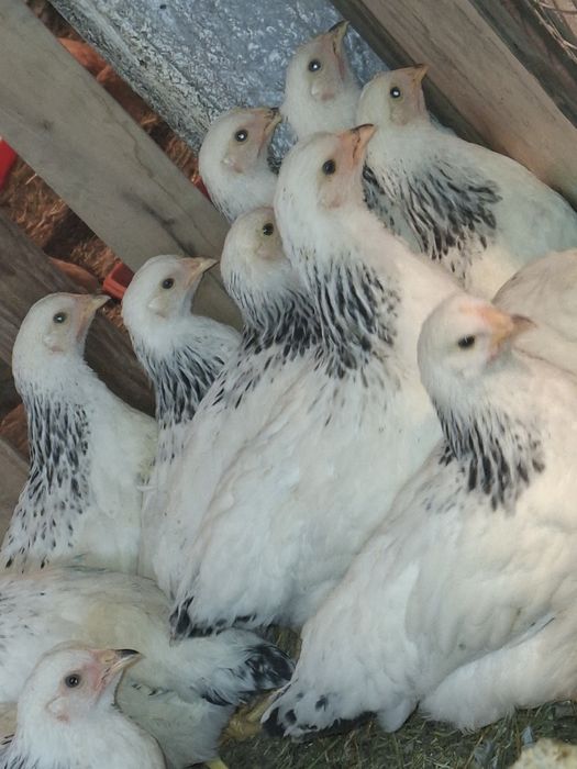 Цыплята Адлерская