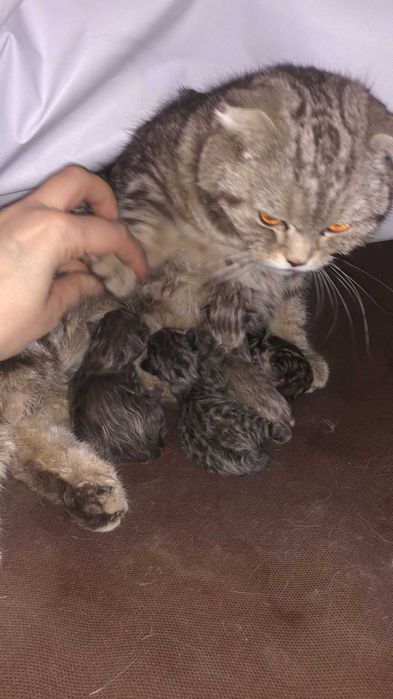Британские котята 1 месяц