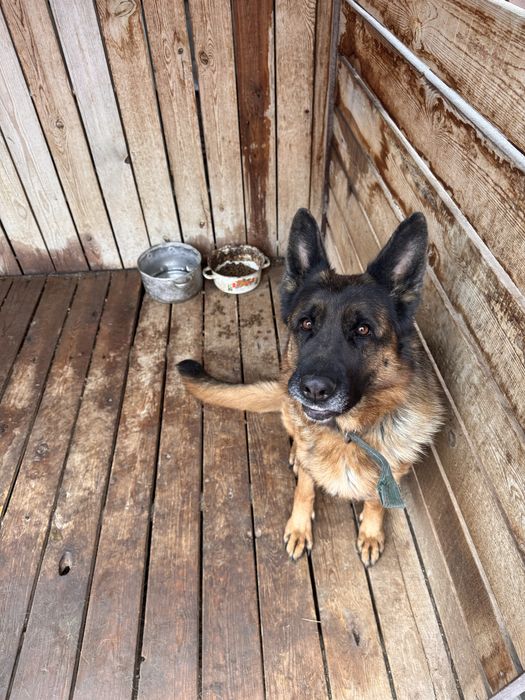 Вязка немецкой овчарки