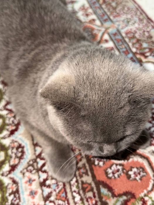 Parodali Mushuk sotiladi