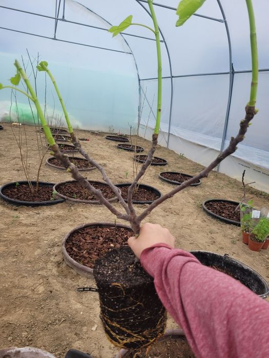 Smochin Verde de munte