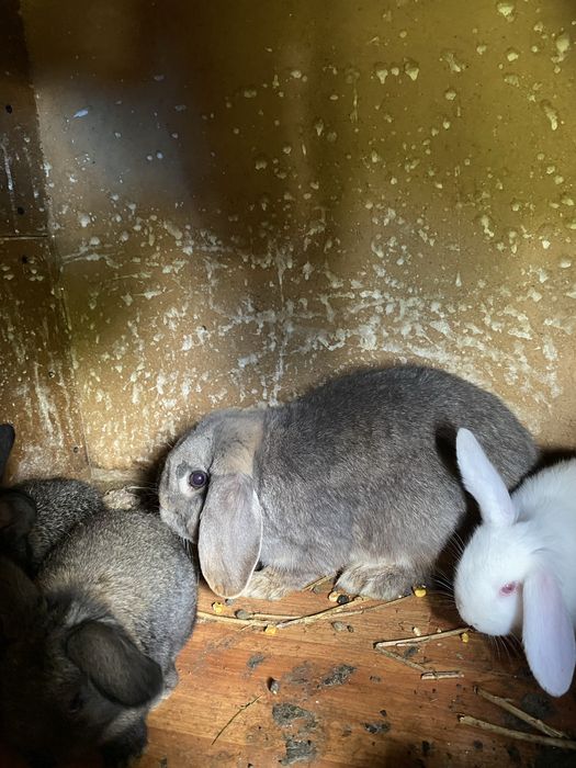 Pui iepure o lună și o săptămână – Din mamă Berbec German