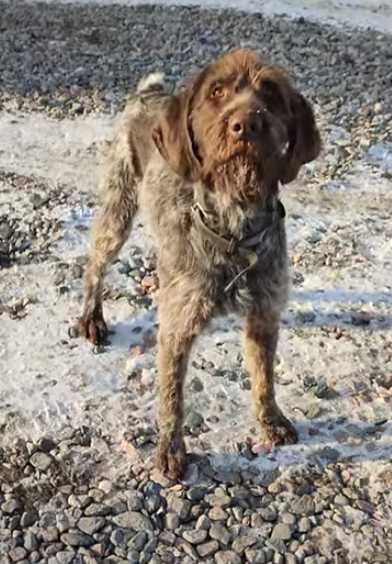 Сбежал пёс, дратхаар