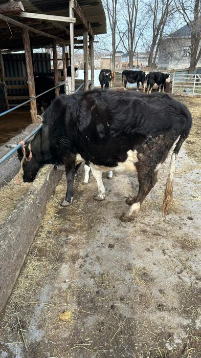 Сауынды сиыр бар сатылатын