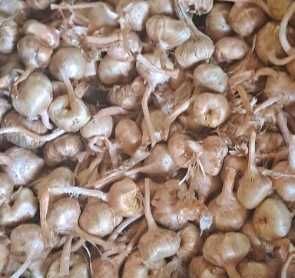 Луковици шафран цена за килограм 5евро ако се вземат всички 4 евро