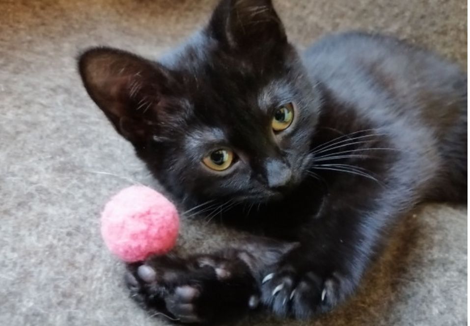 Котенок девочка 3 мес