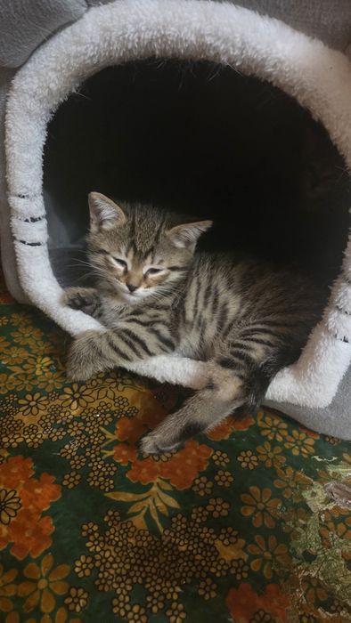 Отдам котят черные и серые