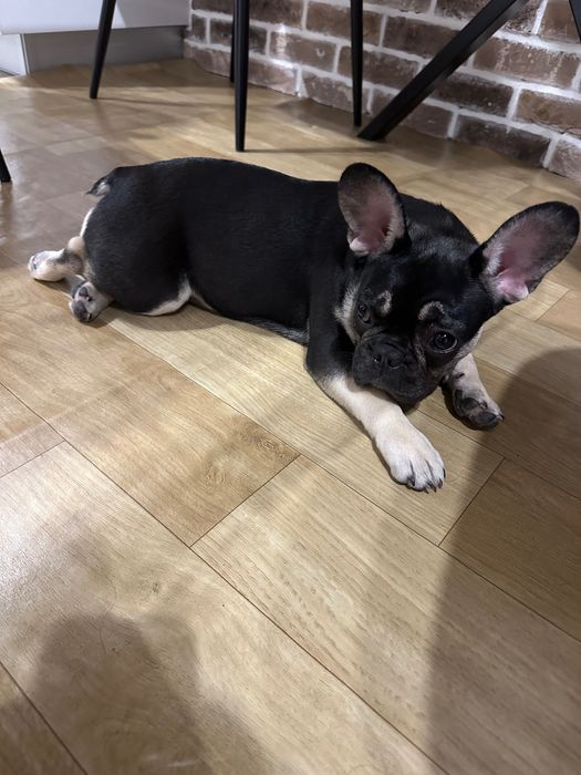 Френски булдог – 5 месеца – женско