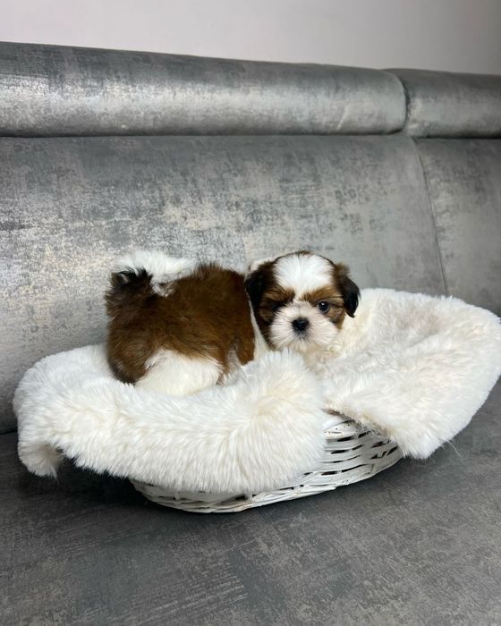Shih Tzu mascul disponibil