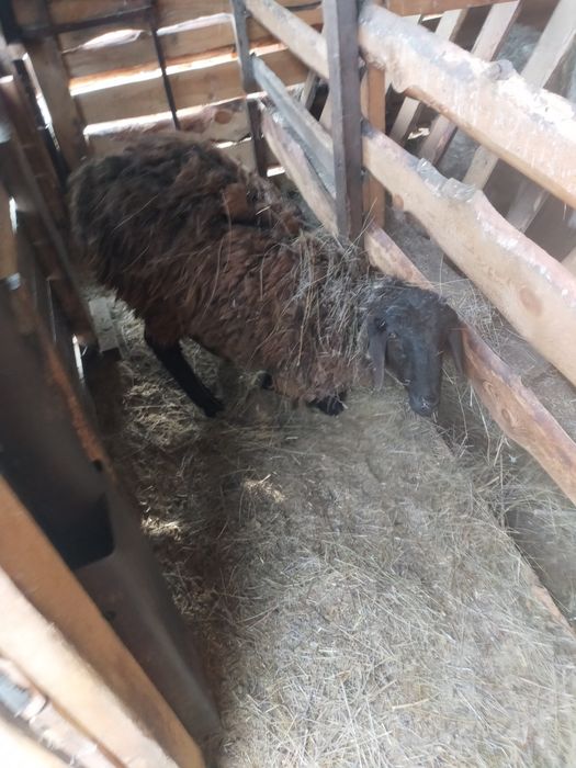 Продам овцематок