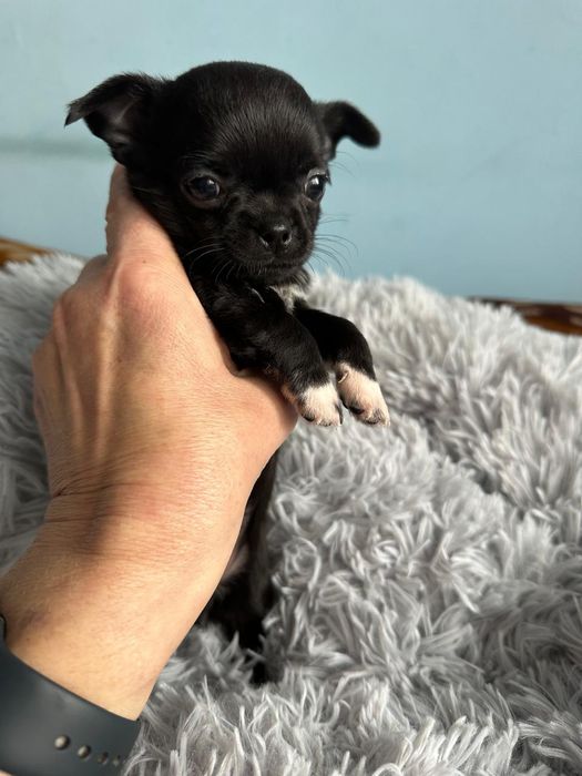 Резерв щенков чихуахуа