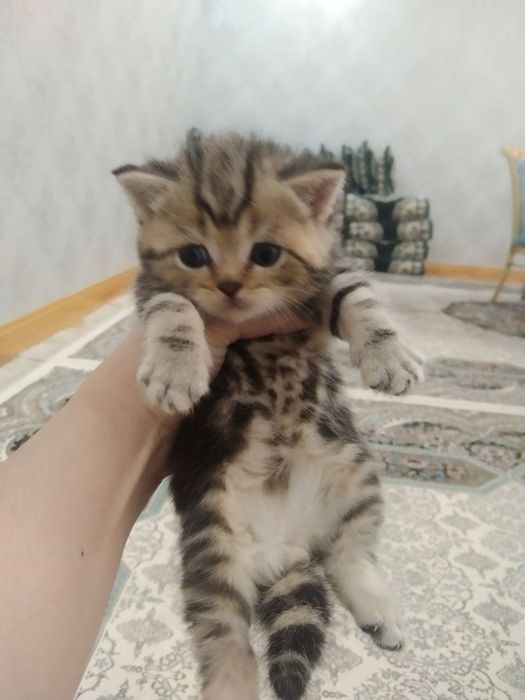 Продаются котята от правильной вязки
