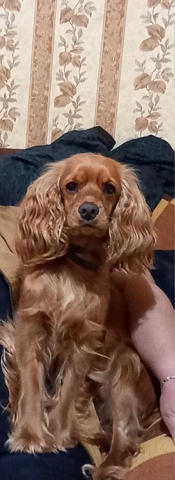 Английски кокер шпаньол СПЕШНО!!!