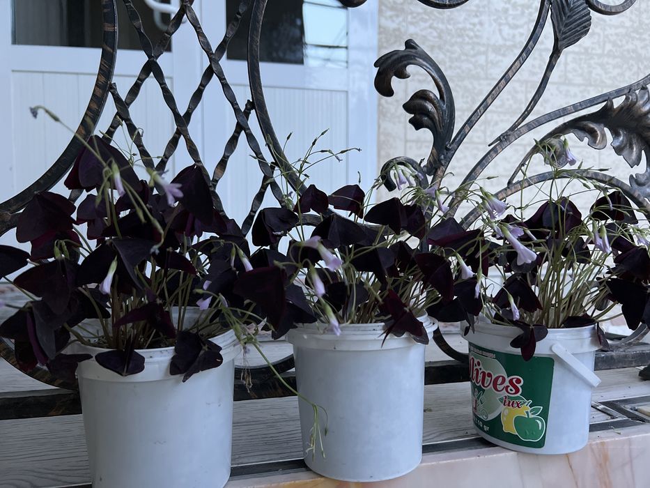 Цветы. Кислицы. Не прихотливые