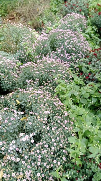 Продаётся цветы- Глобус